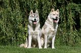 SIBERIAN HUSKY 933